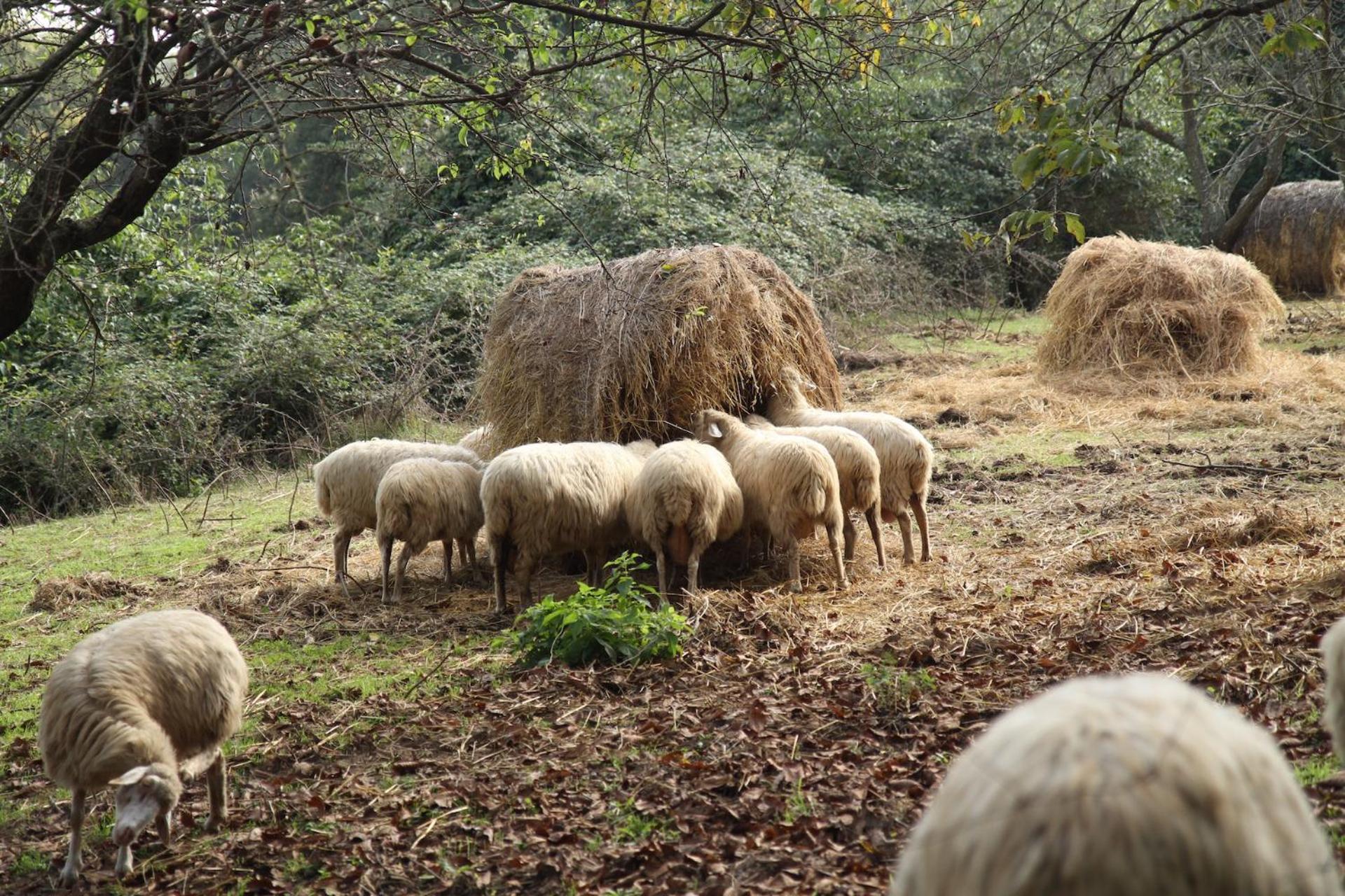 Podere Porcino Civitella dʼAgliano エクステリア 写真